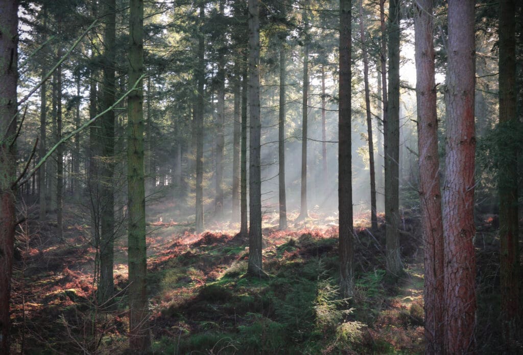 A autumnal forest, with sun coming through the gaps in the tree.